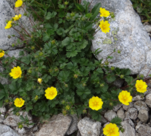 Mochna -Potentilla tonguei