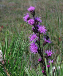 Šuškarda - Liatris aspera