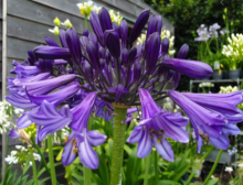 Kalokvět - Agapanthus BLACK PANTHA