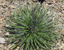 Agave geminiflora