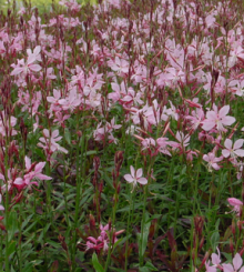 Svíčkovec - Gaura lindheimeri EARLY PINK
