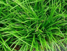 Ostřice japonská IRISH GREEN @