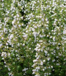 Marulka MARVELETTE WHITE