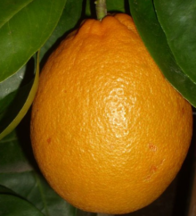 Pomeranč SUCREŇA