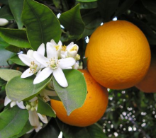 Pomeranč MERLIN
