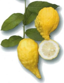 Citroník  FLORENTINA