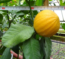 Citrus BERGAMOTTE