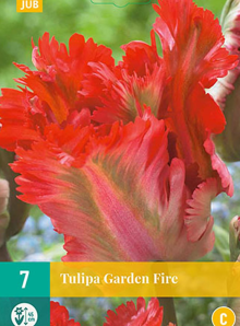 Tulipán GARDEN FIRE
