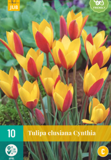 Tulipán - Tulipa clusiana CYNTHIA