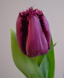 Tulipán CURLY SUE