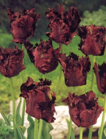 Tulipán BLACK PARROT 5ks