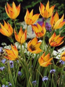 Tulipán - Tulipa orphanidea FLAVA