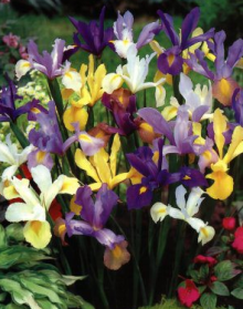 Iris hollandica  - směs barev