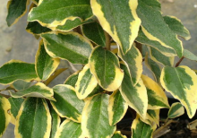 Hlošina Ebbingeova VIVELEG®