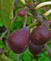 Fíkovník smokvoň VIOLETTE DAUPHINE