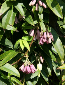 Halboellia latifolia