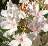 Oleander ALSACE