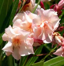 Oleander PROVENCE