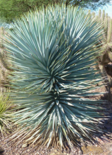 Juka - Yucca rigida BLUE SENTRY