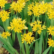 Česnek - Allium MOLY