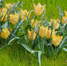Tulipán - Tulipa batalinii BRIGHT GEM