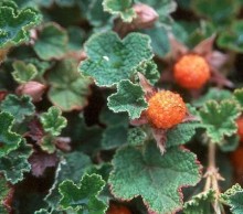 Ostružiník - Rubus pectinariodes HARA