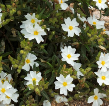 Cistus monspeliensis