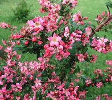 Zábluda ´Apple Blossom´