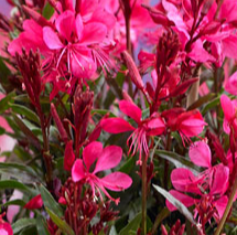 Svíčkovec - Gaura lindheimeri GAUDI RED
