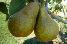 Hrušeň BOSCOVA LAHVICE - kd.