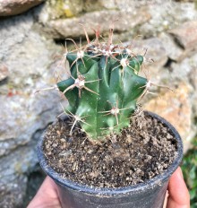 Kaktus Ferocactus horridus