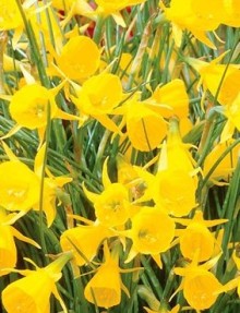 Narcis bulb. GOLDEN BELLS