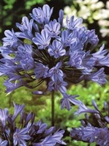Kalokvět - Agapanthus NORTHERN STAR - mrazuvzdorný