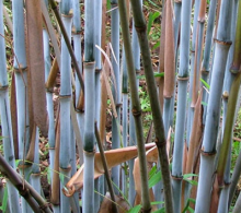 Bambus - Fargesia BLACK DRAGON