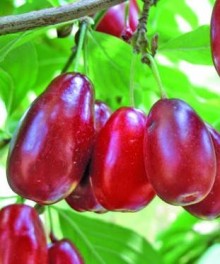 Dřín KAZANLAK - velkoplodý K5, 80-100 cm