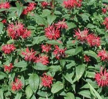 Monarda- Zavinutka podvojná POCAHONTAS