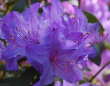 Rhododendron obtusum BLAU DANUBE