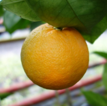 Pomeranč KOROLOK BATUMSKIJ