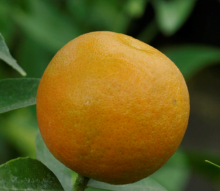 Citrus Atalantia citroides x C. sinensis „UPAVANSKIJ“
