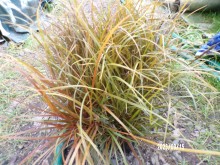 Uncinia RUBRA - australská ohnivá tráva