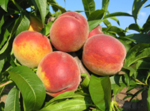 Broskvoň FAVORITA MORETINI - BSM