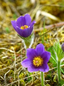 Koniklec obecný VIOLET