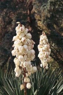 Juka - Yucca filamentosa