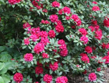 Rhododendron  ´Lord Roberts´