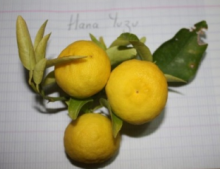 Citrus HANA - YUZU