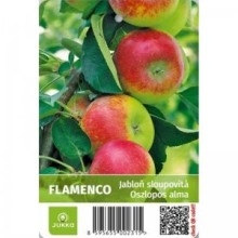 Jabloň sloupovitá FLAMENCO - M7 Jabloň sloupovitá FLAMENCO - M7