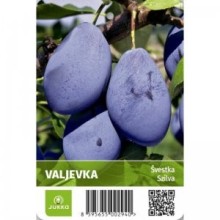 Slivoň VALJEVKA - myr.