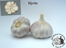 česnek sadbový BJETIN, 5-8 palic
