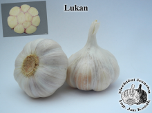 česnek sadbový LUKAN, 5-8palic