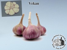 česnek sadbový VEKAN, 5-8palic